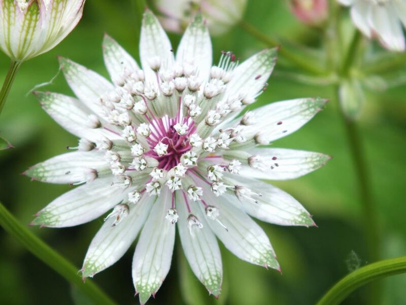 File:Closeup of Astrantia Major flower.jpg