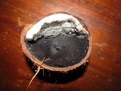 A coconut with a large part of the meat missing