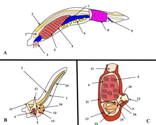 File:Comparison of Three Invertebrate Chordates.svg