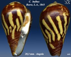 Conus bulbus 1.jpg