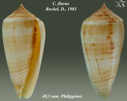 Conus flavus 1.jpg