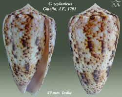 Conus zeylanicus 1.jpg