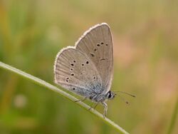 Cyaniris semiargus CH 1.jpg