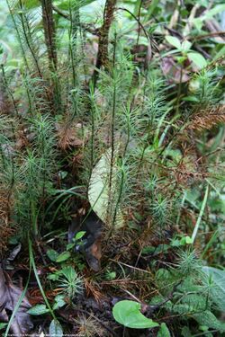 Dawsonia longifolia.jpg