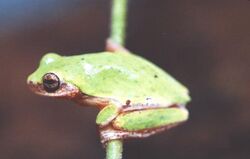 Dendropsophus rubicundulus.jpg