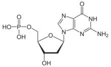 Skeletal formula of deoxyguanosine monophosphate