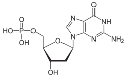 Desoxyguanosinmonophosphat protoniert.svg