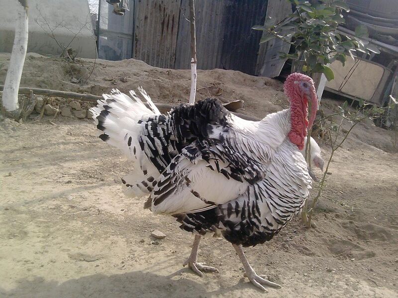 File:Domestic turkey in Pakistan.jpg