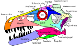 Dromaeosaurus skull en.svg