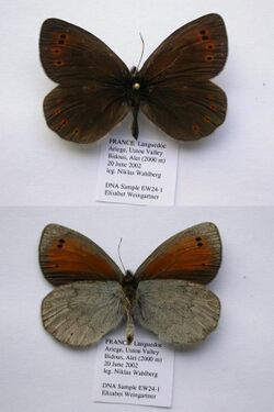 EW24-1 Erebia sthennyo (3431213658).jpg