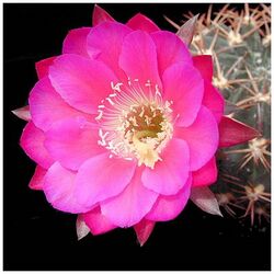 Echinopsis rojasii .jpg