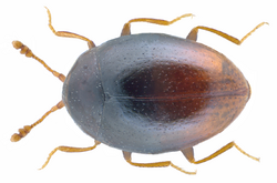 Ephistemus globulus (Paykull, 1798) (3250253737).png