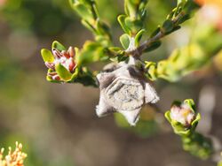 Eremaea asterocarpa (fruits).JPG