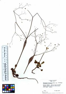 Eriogonum trichopes (6019379370).jpg