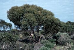 Eucalyptus discreta habit.jpg