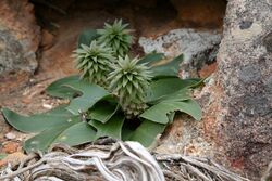 Eucomis regia subsp. pillansii (Hyacinthaceae) (36689665013).jpg