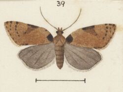 Fig 39 MA I437625 TePapa Plate-XXVI-The-butterflies full (cropped).jpg