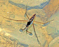 Gerridae - Gerris-001.jpg