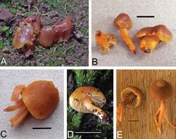 Gliophorus europerplexus (10.3897-mycokeys.7.5860) Figure 4.jpg