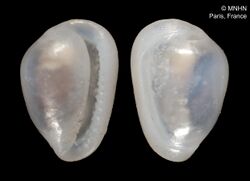 Granulina parilis (MNHN-IM-2000-1425).jpeg