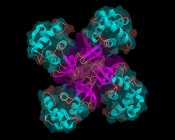 Helicase.png