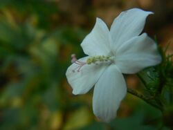 Hibiscus hirtus (2060479268).jpg