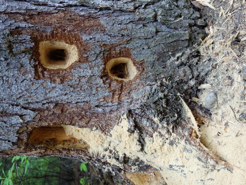 File:Holes in a tree from carpenter ants.jpg