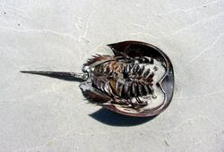 Horseshoe Crab remains.jpg