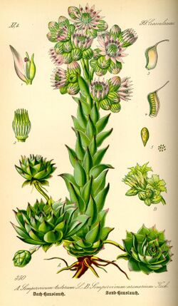 Illustration Sempervivum tectorum0.jpg