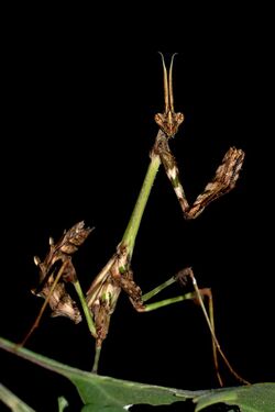 Indian rose mantis.jpg