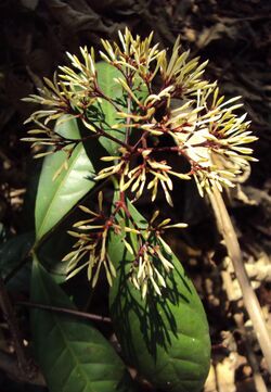 Ixora nigricans 04.JPG