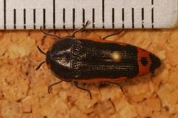 Jewel Beetle (Acmaeodera flavomarginata) (8287184349).jpg