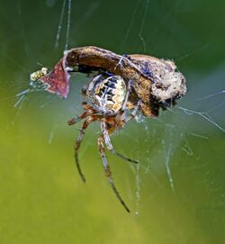 An Labyrinth Orbweaver spider in its retreat