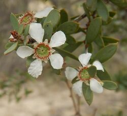 Leptospermum coriaceum.jpg