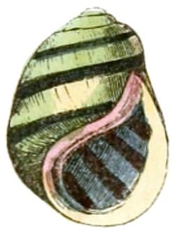 Leptoxis taeniata shell.jpg