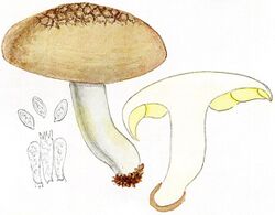 Leucopaxillus compactus formerly Tricholoma compactum.jpg