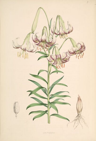 File:Lilium polyphyllum.jpg
