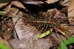 Long-legged Centipede (Thereuopoda clunifera) (5827855550).jpg