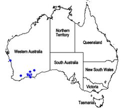 Map.Pityrodia chrysocalyx.jpg