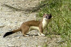 A stoat in its natural range (in this case the Ardennes in Belgium).