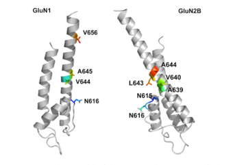 NR1-NR2B subunit.png