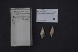 Naturalis Biodiversity Center - RMNH.MOL.209451 - Latirus rhodostoma (Adams, 1855) - Fasciolariidae - Mollusc shell.jpeg