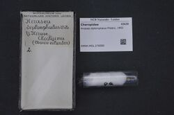 Naturalis Biodiversity Center - RMNH.MOL.276580 - Hirasea diplomphalus Pilsbry, 1902 - Charopidae - Mollusc shell.jpeg