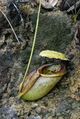 Nepenthes paniculata lower pitcher.jpg