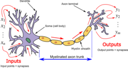 Neuron3.png
