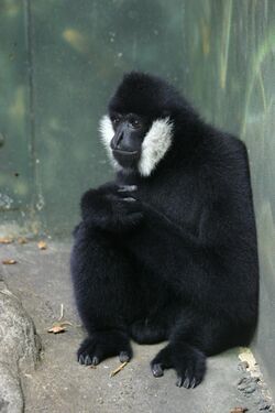 Black monkey in a zoo