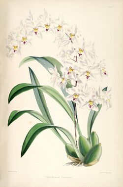 Odontoglossum nobile (as Odontoglossum pescatorei) - pl. 5 - Bateman - A Monograph of.jpg