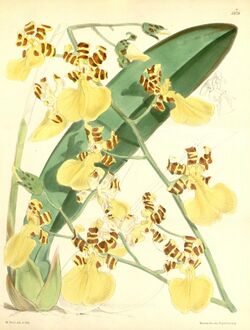 Oncidium (Trichocentrum ) splendidum (as Oncidium tigrinum)-Curtis 97-5878 (1871).jpg