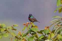 Orange-tufted Sunbird.jpg