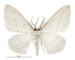 Orthoclydon praefectata male.jpg